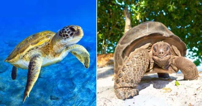 Turtles và Tortoise