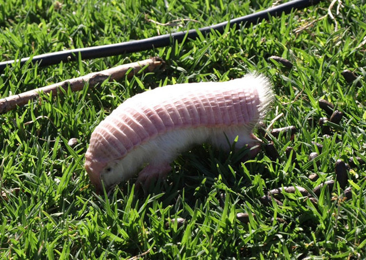 Loài Armadillo màu hồng này cực kỳ phụ thuộc vào môi trường sống.