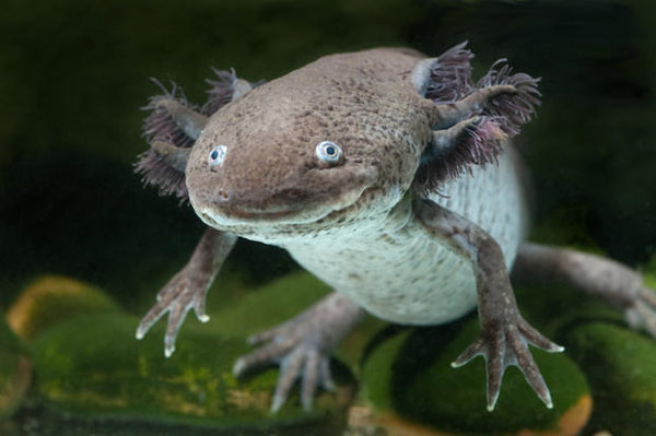 axolotl-3 Axolotl không còn trong tự nhiên