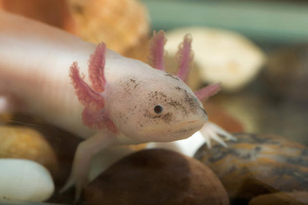 axolotl-6 Axolotl như loài ấu trùng