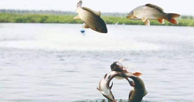 Sau khi sông chảy ra biển, lượng lớn cá nước ngọt đã đi đâu?