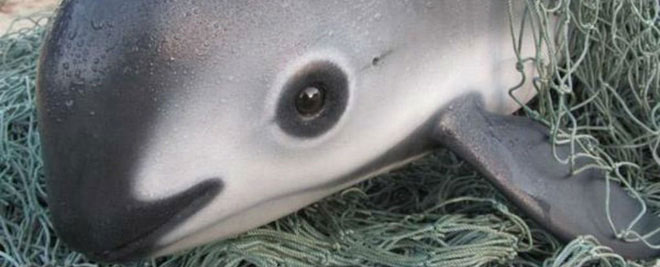 ca-heo-vaquita-1 Việc sử dụng lưới cào càn quét đáy biển là nguyên nhân chính khiến cho loài cá này không còn đất sống.