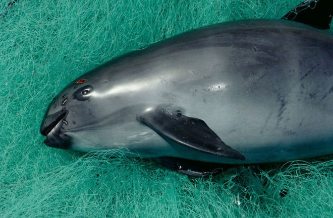ca-heo-vaquita Cá heo vaquita