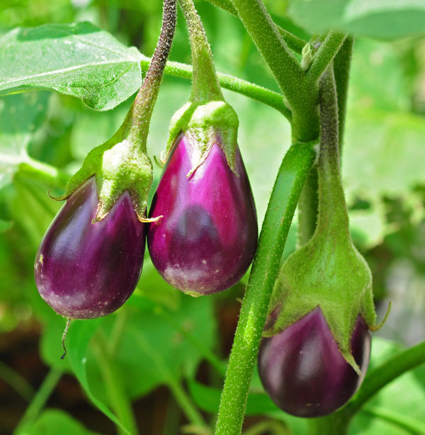 catim2 Ăn cà tím có thể phòng nguy cơ đái tháo đường tuýp 2.