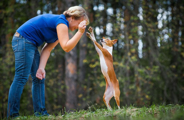 Basenji là giống chó tình cảm và rất trung thành nếu được đối xử tốt.
