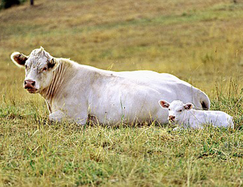 cow1-1