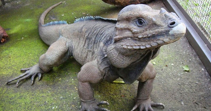 cu-da-te-giac Cự đà tê giác
