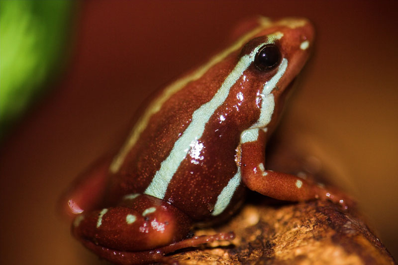 epipedobatestricolor Ếch độc ba màu