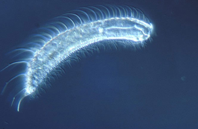 gastrotricha Gastrotricha