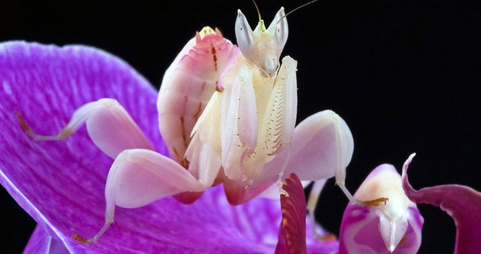 hymenopus-coronatus Đây là một loài bọ ngựa có màu hồng và trắng tuyệt đẹp giống như những cánh hoa.