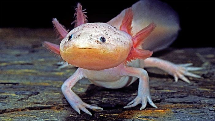ky-nhong-axolotl Kỳ nhông Axolotl