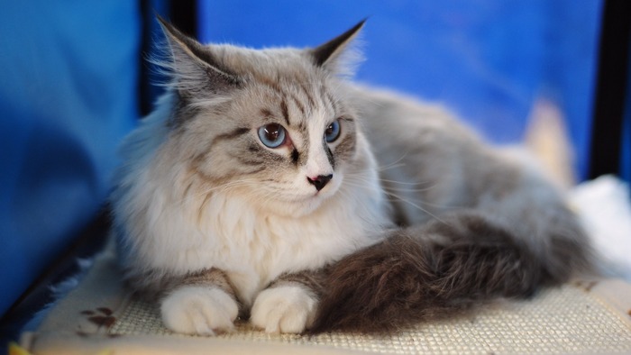 Mèo Maine Coon là một nòi mèo nhà có đặc điểm kiểu hình đặc trưng và có kỹ năng săn mồi đáng nể. Mèo Maine Coon là một nòi mèo nhà có đặc điểm kiểu hình đặc trưng và có kỹ năng săn mồi đáng nể.