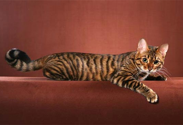 Những con Toyger thực chất là những chú mèo lai. Những con Toyger thực chất là những chú mèo lai.