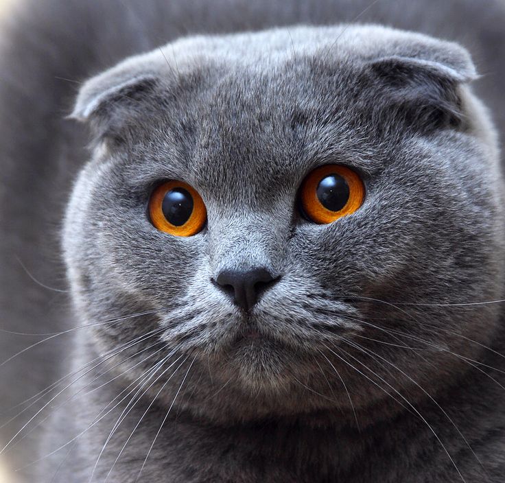 Giống mèo Scottish Fold của xứ Scotland có một đôi tai vô cùng đặc biệt với những nếp gấp Giống mèo Scottish Fold của xứ Scotland có một đôi tai vô cùng đặc biệt với những nếp gấp