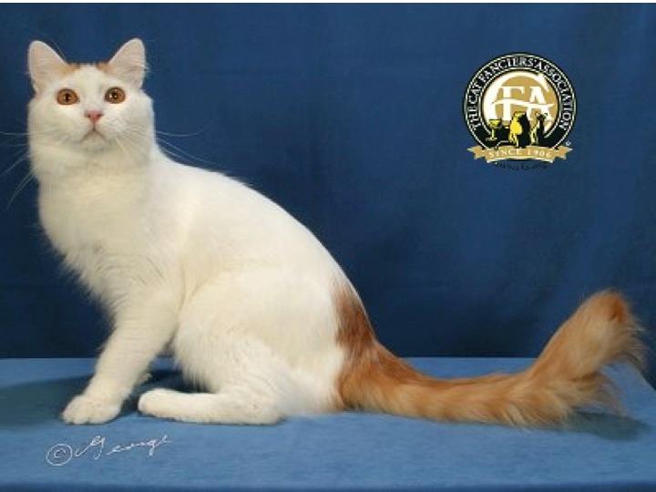 Mèo Turkish Van Mèo Turkish Van