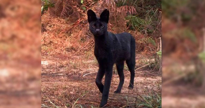 melanistic-serval Melanistic serval