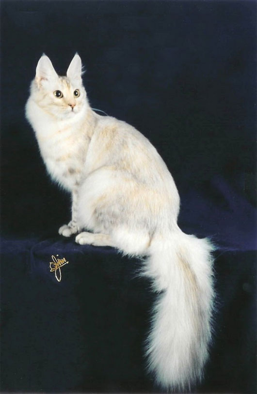 Mèo Angora Mèo Angora
