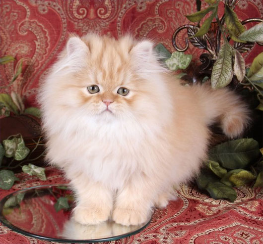 Mèo Ba Tư (Persian) Mèo Ba Tư (Persian)