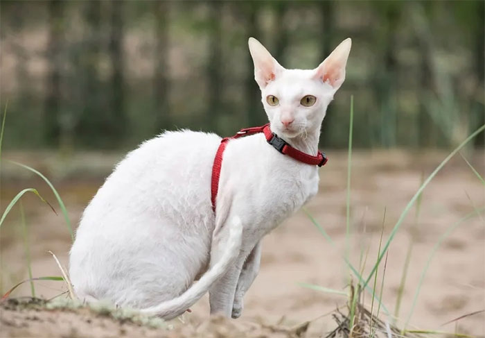 meo-cornish-rex Mèo Cornish Rex