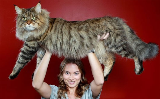 Mèo maine Coon Mèo maine Coon