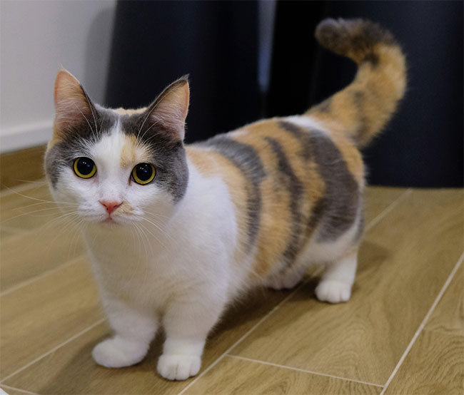 meo-munchkin Mèo Munchkin
