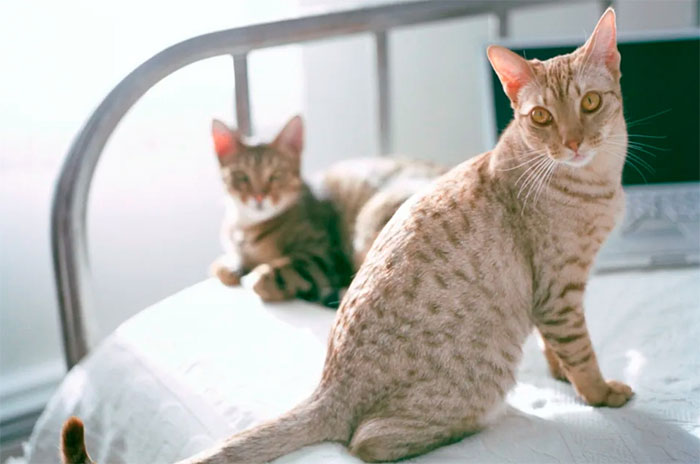 meo-ocicat Mèo Ocicat