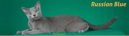 Mèo Russian Blue Mèo Russian Blue