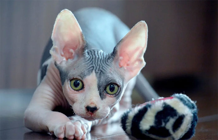 meo-sphynx Mèo Ai Cập (mèo Sphynx)