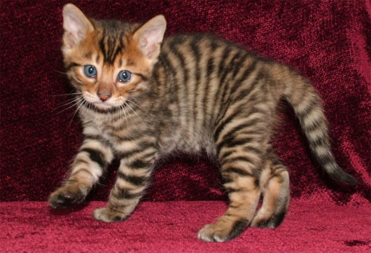 Mèo Toyger Mèo Toyger