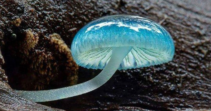 mycena-xanh Mycena xanh