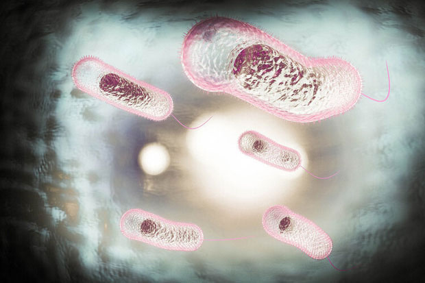 vi-khuan-vibrio-cholerae Ảnh: Vi khuẩn Vibrio cholerae