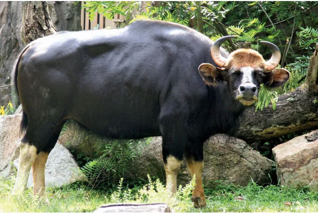 bo-tot-dong-nam-a-5 Chúng đã được liệt kê là loài bò dễ bị tổn thương trong sách đỏ IUCN kể từ năm 1986.