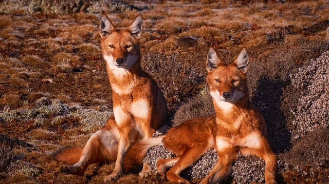 cho-soi-ethiopia-1 Sói Ethiopia hầu như không quan tâm đến việc săn khỉ geladas để làm thức ăn