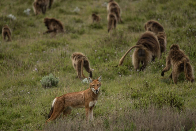 cho-soi-ethiopia Loài sói Ethiopia (Canis Simensis) lại hòa mình với đàn khỉ geladas.
