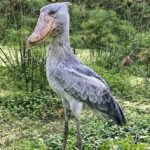 Loài "chim sát thủ" cao bằng người chuyên tàn sát đồng loại