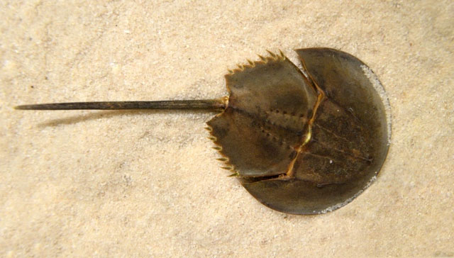 cua-mong-ngua Cua móng ngựa