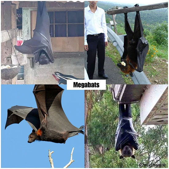doi-an-qua-khong-lo Dơi ăn quả khổng lồ