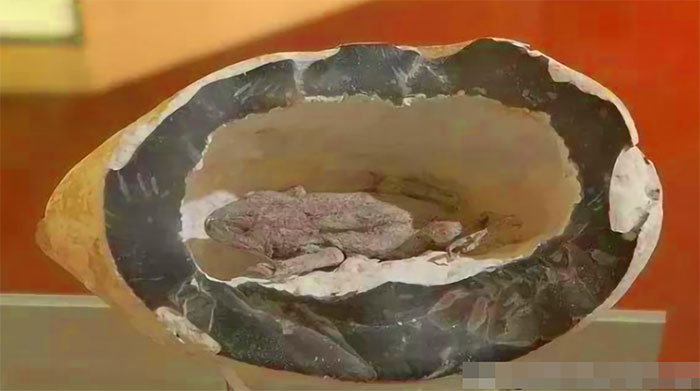 Con ếch đã nằm trong hầm mỏ tới 2 triệu năm.