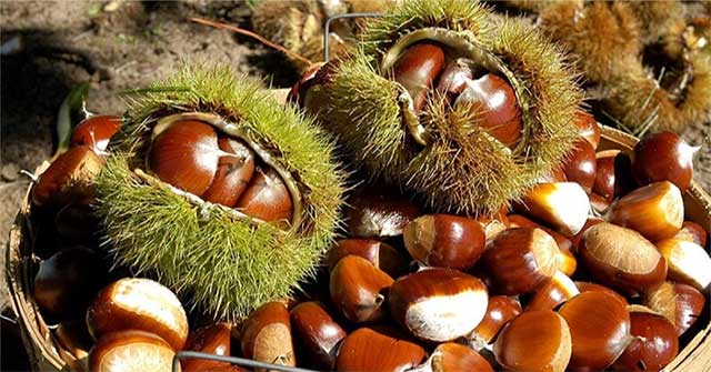 Hạt dẻ – Thực phẩm của thiên đường