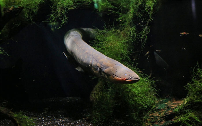 Lươn điện