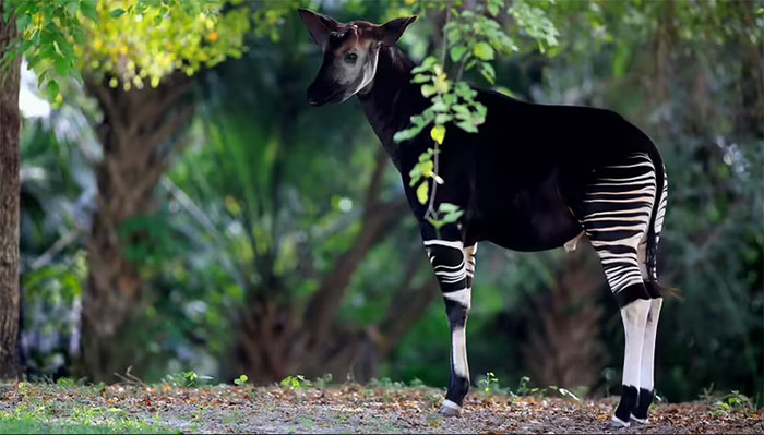 okapi Hộp sọ của okapi và hươu cao cổ cũng gần như giống hệt nhau.