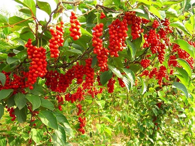 qua-ngu-vi-tu Loại quả này còn được sử dụng cho mục đích y học tại nhiều nước châu Á.