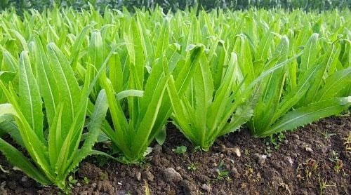 rau-diep-thom Thân của cây diếp thơm có dạng hình trụ và phân nhánh ở phần đỉnh.
