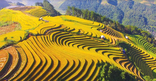 ruong-bac-thang Ruộng bậc thang
