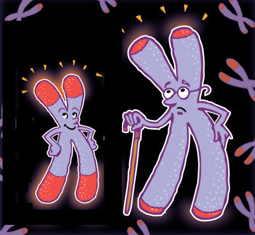 Việc đo được chiều dài của telomere trong tế bào sẽ giúp dự đoán tuổi thọ của con người. Việc đo được chiều dài của telomere trong tế bào sẽ giúp dự đoán tuổi thọ của con người.