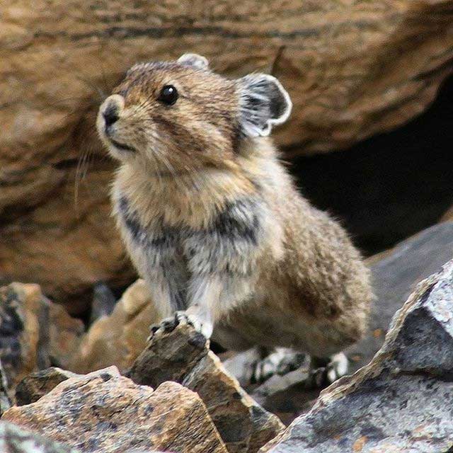 tho-ili-pika-1 Thỏ Ili pika sống ở độ cao từ 2.800 đến 4.000 mét.