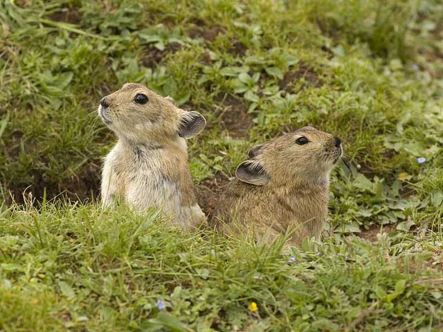tho-ili-pika-2 Chúng thường tranh thủ kiếm ăn vào mùa hè để tích trữ cho mùa đông giá rét.