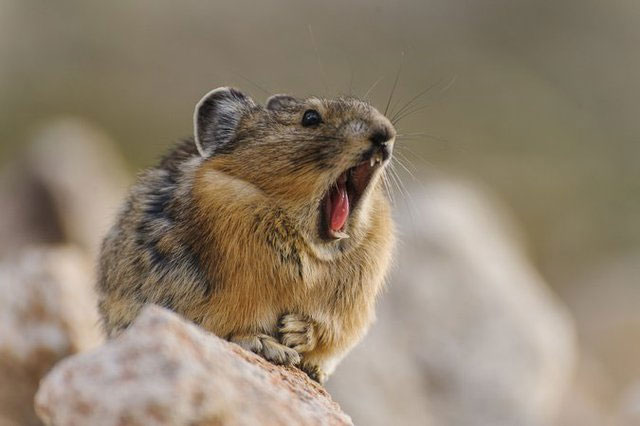 tho-ili-pika-3 Tuy nhiên, có nhiều con thỏ Ili pika "lười biếng" lấy trộm đồ ăn của con khác để làm của mình.