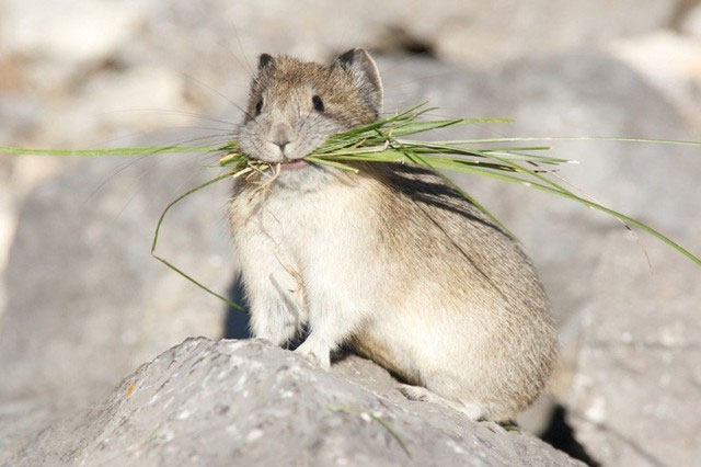 tho-ili-pika-4 Thỏ Ili pika đứng trước nguy cơ tuyệt chủng vì sự thay đổi khí hậu và do con người.