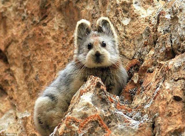 tho-ili-pika Thỏ Ili pika xuất hiện trở lại sau hơn 20 năm biến mất.
